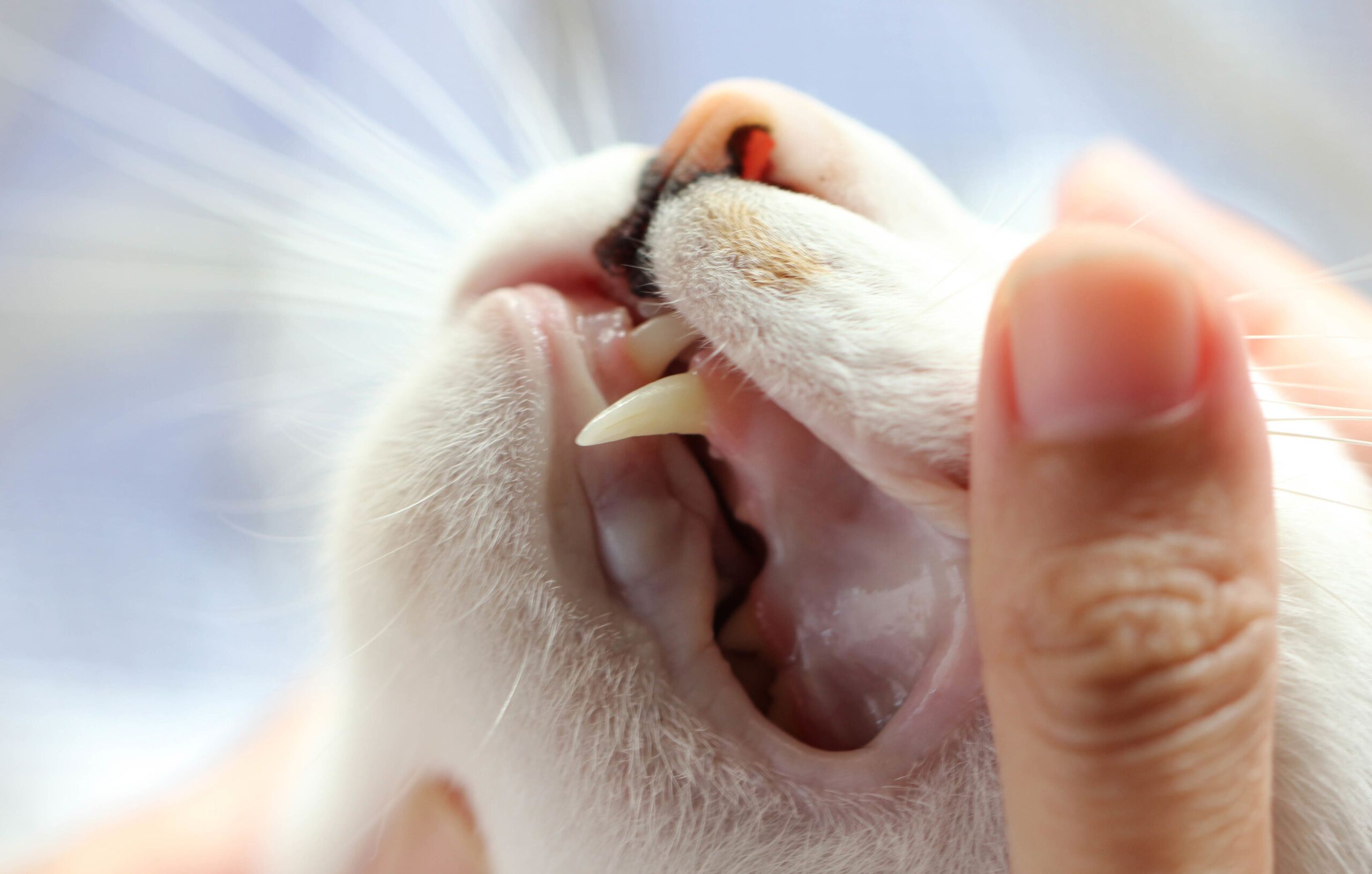 Dental image