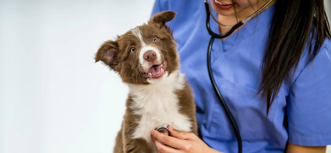 Vet pet